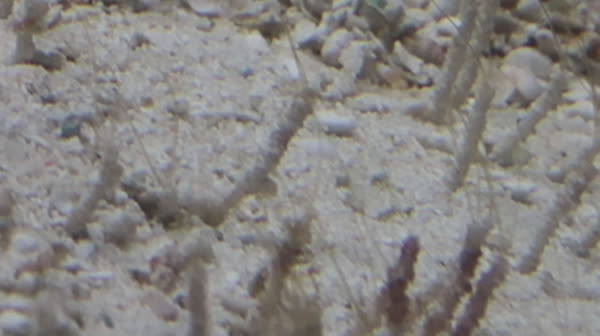 mvi_0239.mp4